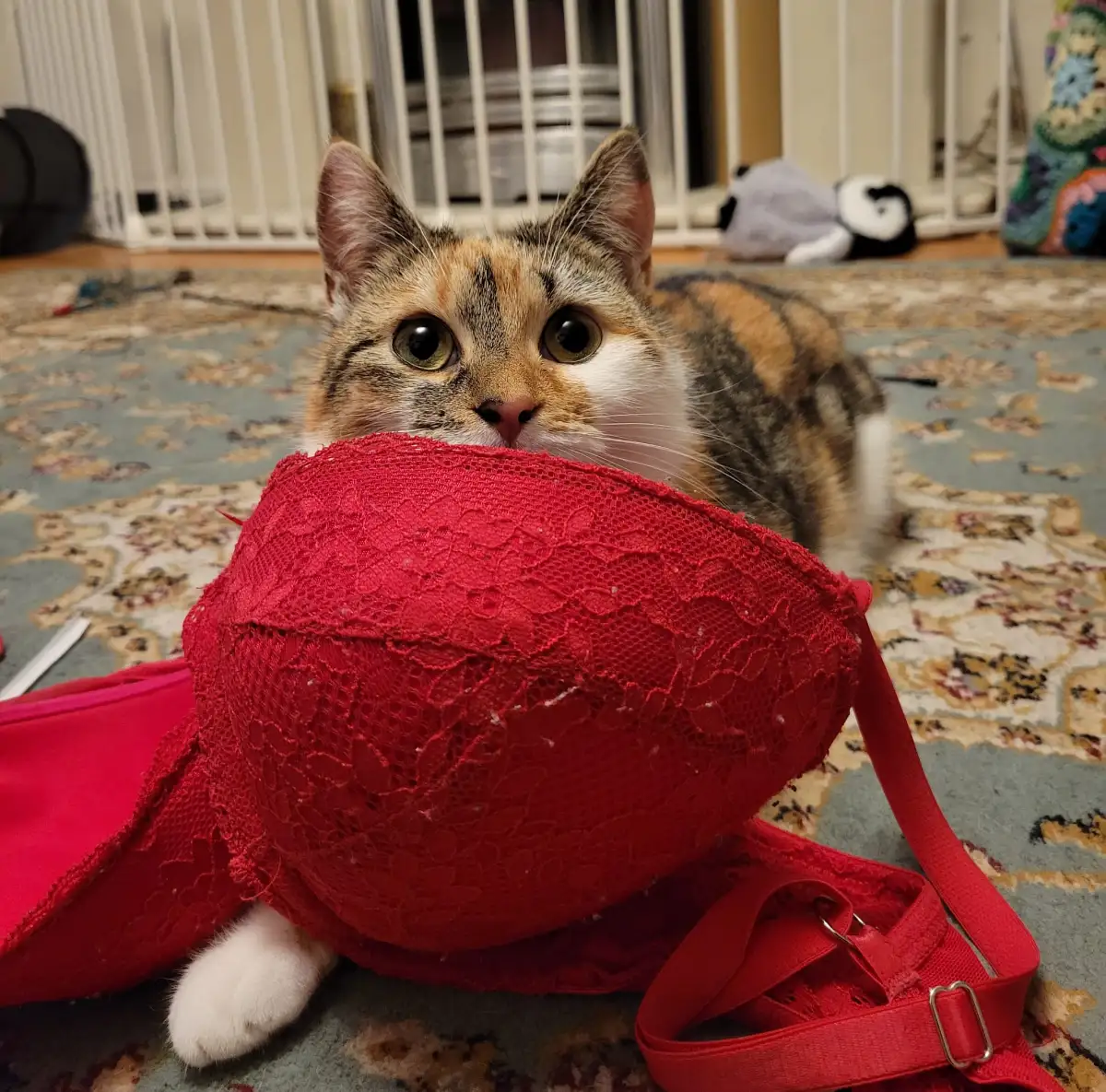 A cat called Pepper hiding in a red bra