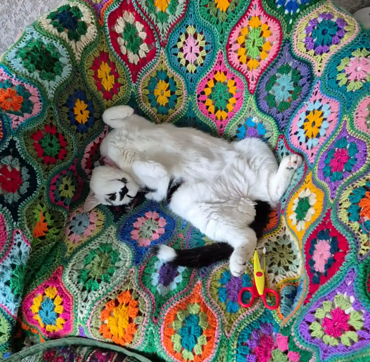 A cat named nacho lounging on a crochet blanket on a chair