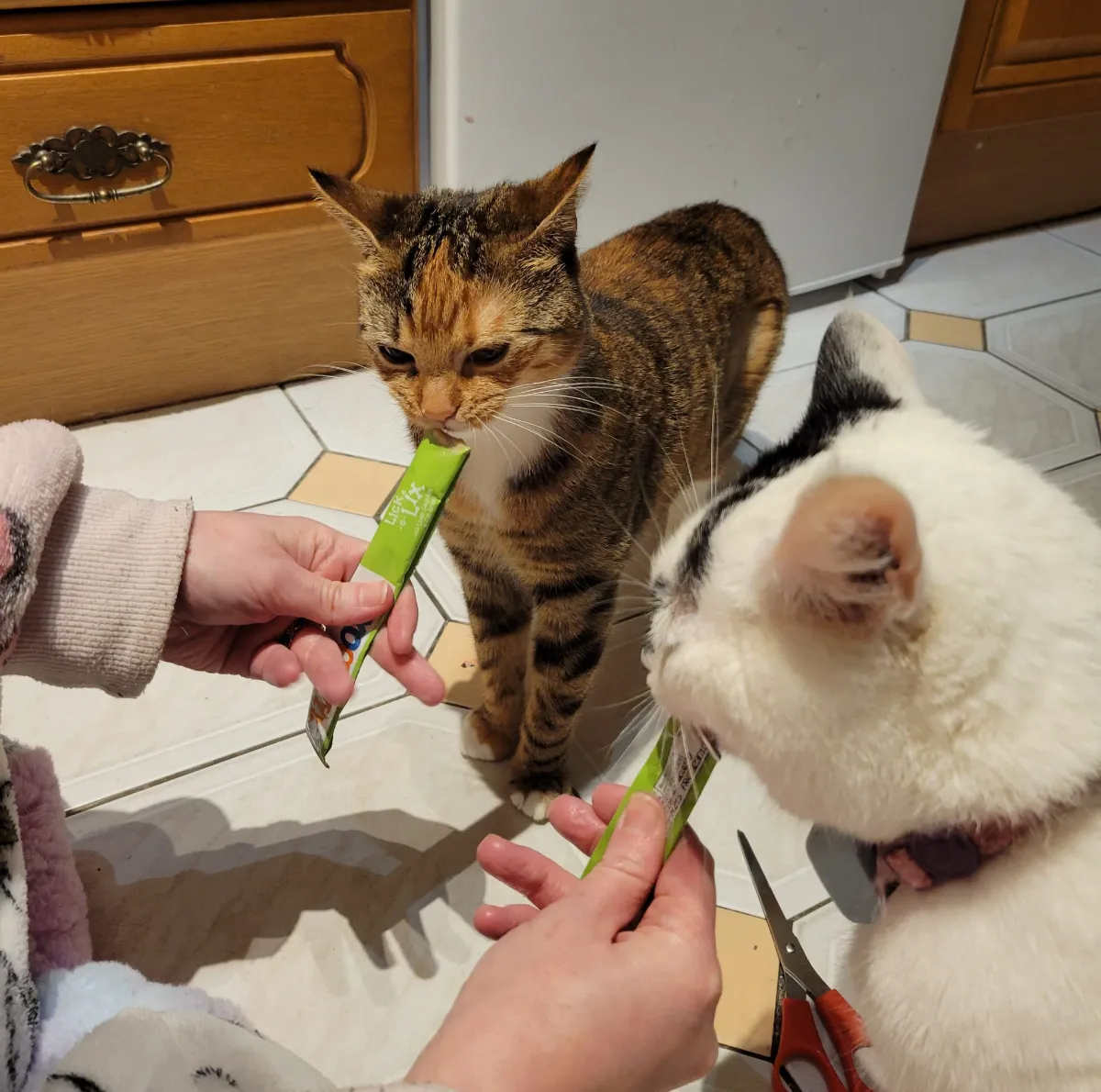 Nacho and Chilli eating their favourite treats webbox lick-e-lix