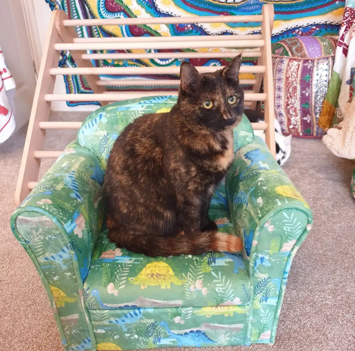 A cat called Patatas sitting on a childrens arm chair