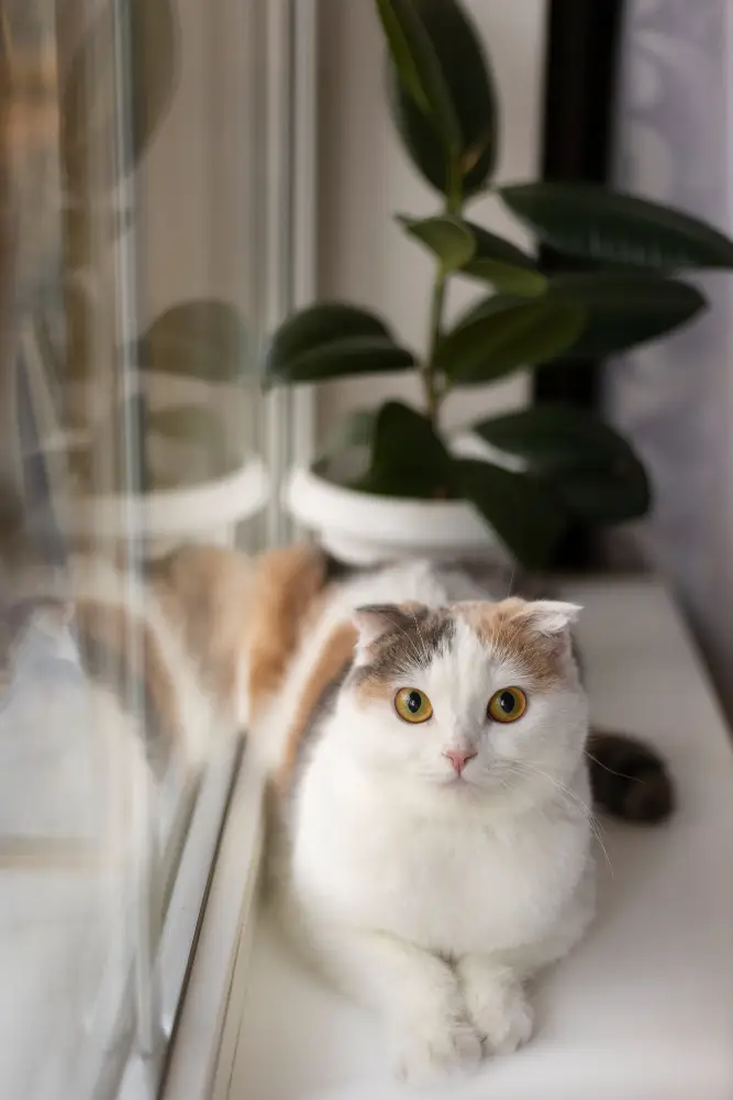 Cat sitting at the window