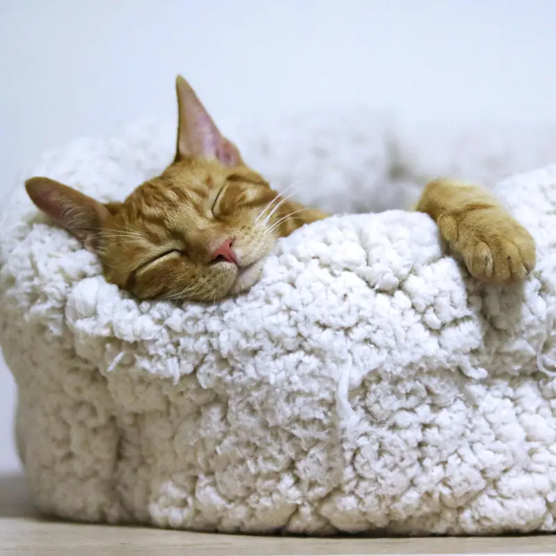 Adorable ginger cat peacefully sleeps in a soft, fluffy basket indoors.