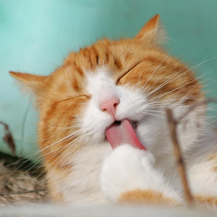 Close-up of a ginger tabby cat grooming itself outdoors in soft sunlight.