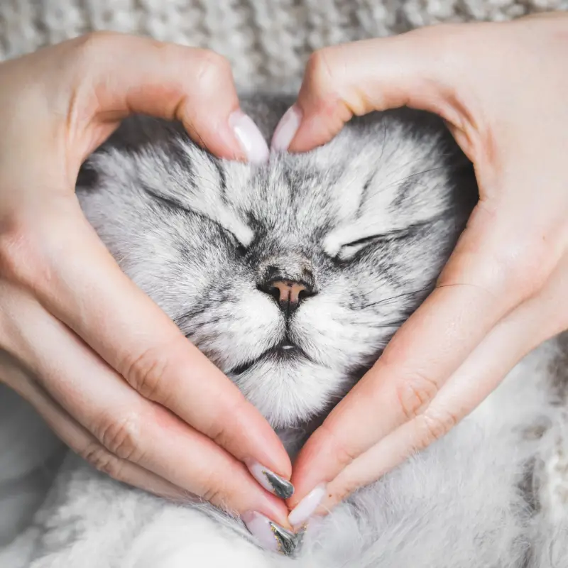 Hands in a heart shape lovingly wrapped around an adorable cats face