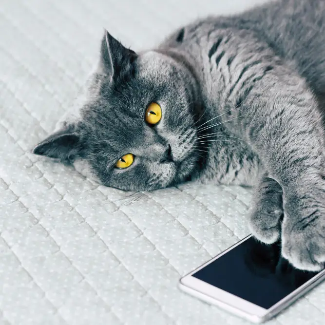 Grey cat lying on a wooden floor with its paw on a mobile phone